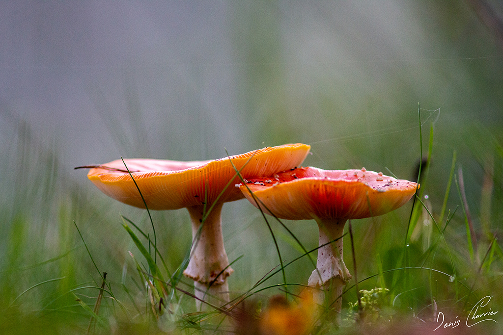 Champignon Amanite tue-mouches
